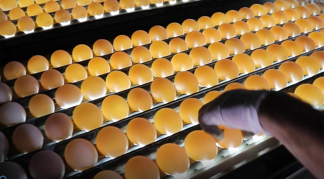 'KDV indirimi, yumurta &uuml;reticisine nefes aldırdı'