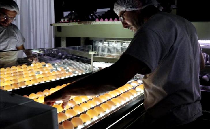 'KDV indirimi, yumurta üreticisine nefes aldırdı' G2