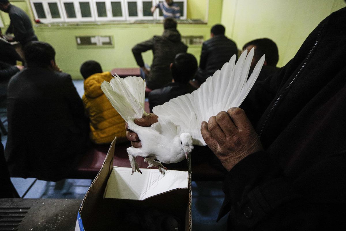 A&ccedil;ık artırma usul&uuml; satılıyor! Otomobil fiyatına g&uuml;vercin