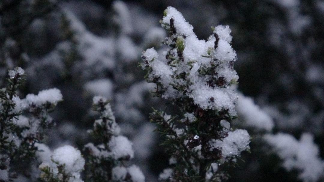 İstanbul&rsquo;da kar yağışı! Aydos Ormanı beyaz &ouml;rt&uuml;yle kaplandı