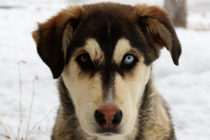 Van'da ortaya çıktı! Yeni köpek türü: Van köpeği G1