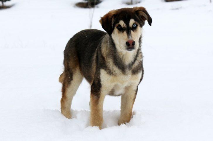 Van'da ortaya çıktı! Yeni köpek türü: Van köpeği G2