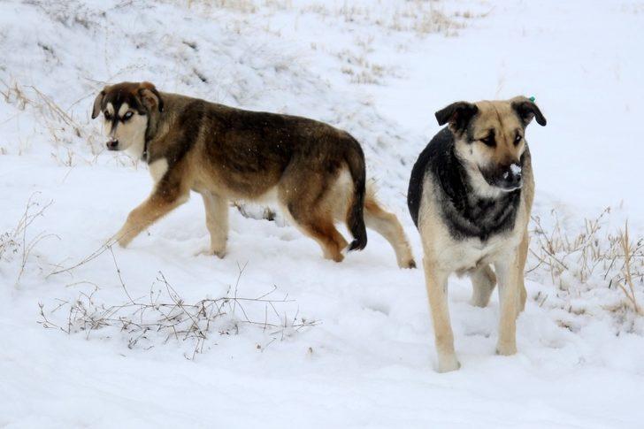 Van'da ortaya çıktı! Yeni köpek türü: Van köpeği G3