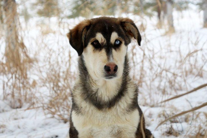 Van'da ortaya çıktı! Yeni köpek türü: Van köpeği G5