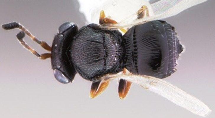 300'den fazla bitkiye zarar veriyor! Kahverengi kokarca istilasına ‘Samuray’ çözümü G2