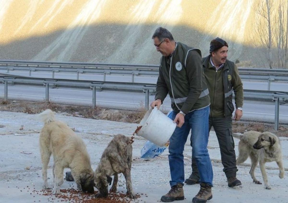 Erzincan&rsquo;da yaban hayatına yem desteği