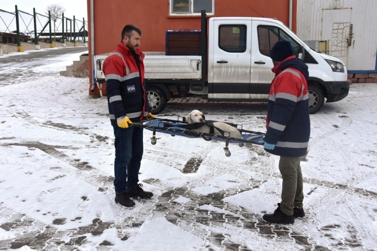 Kocasinan Belediyesi&rsquo;nden sokak hayvanları i&ccedil;in seferberlik