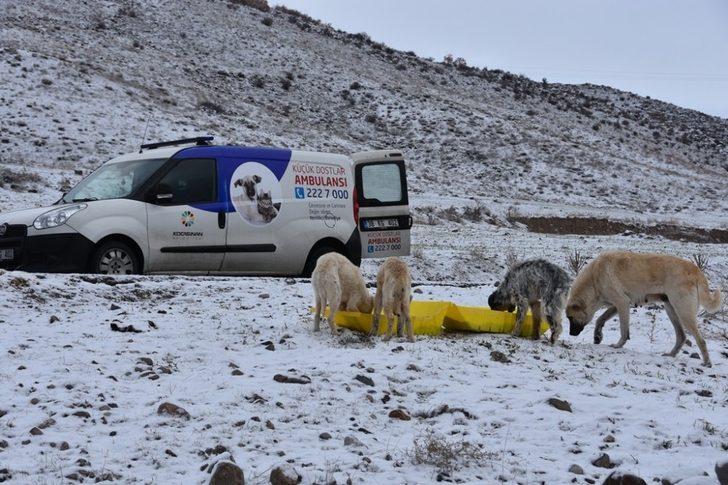 Kocasinan Belediyesi’nden sokak hayvanları için seferberlik G3