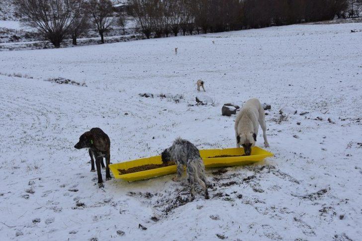 Kocasinan Belediyesi’nden sokak hayvanları için seferberlik G4