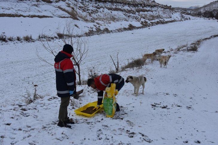 Kocasinan Belediyesi’nden sokak hayvanları için seferberlik G5