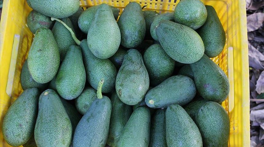 Alanyalı avokado üreticilerinin hedefi 20 ülkeye ihracat