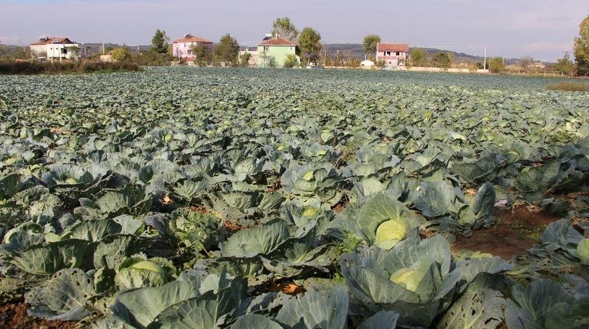 Karadeniz’in gıda ambarı Samsun
