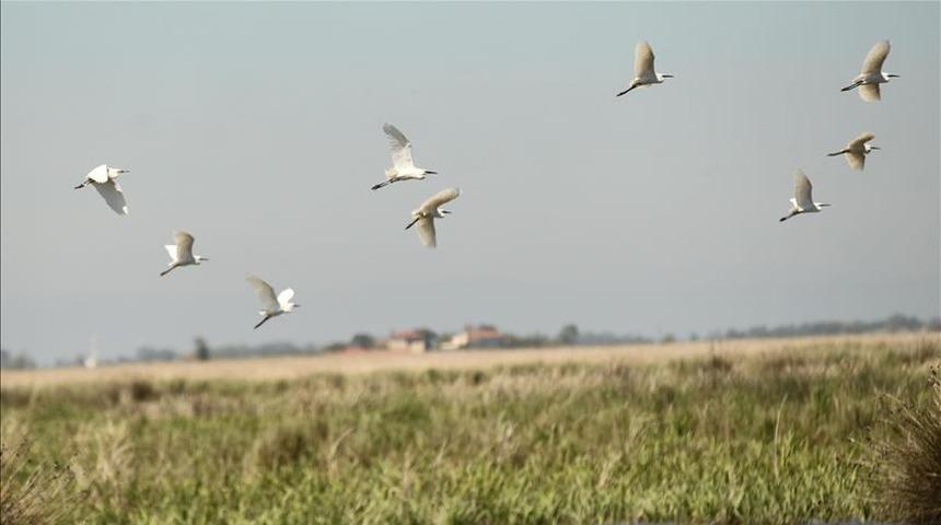 Batı Akdeniz'de kuş popülasyonu yüzde 26 artarak 739 bin 142 oldu