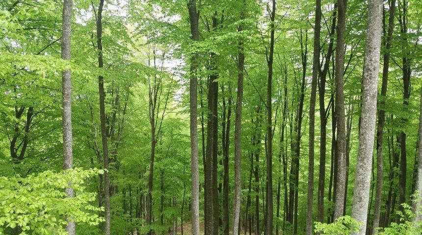 Samsun&rsquo;da 3,5 milyondan fazla fidan toprakla buluştu