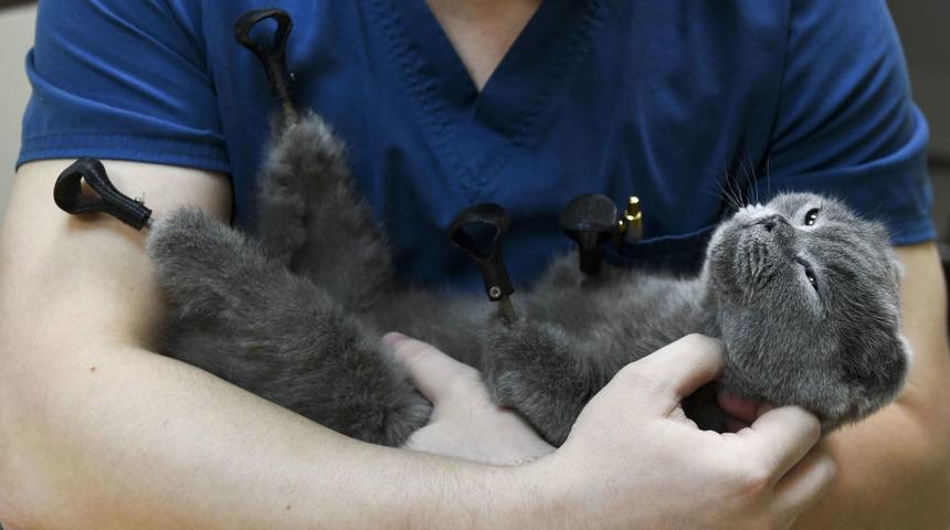 Dünyada ikinci kez: Tüm patilere protez