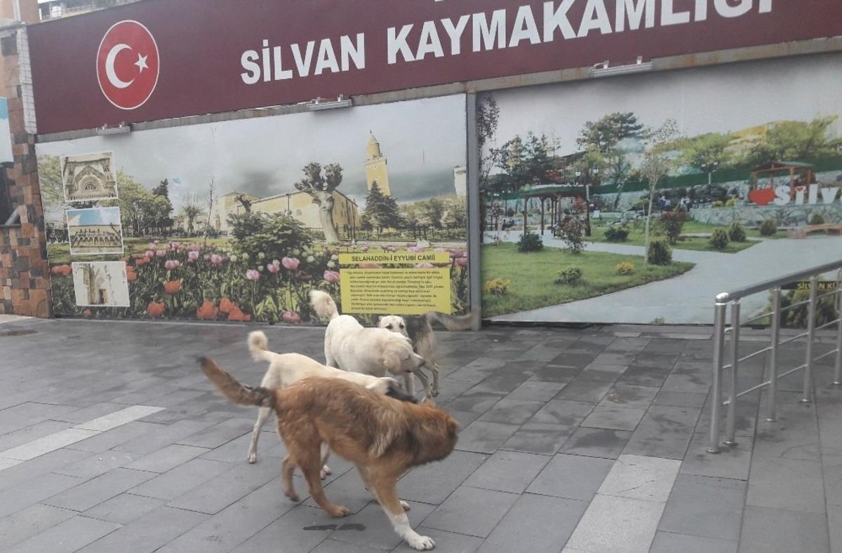 Silvan&rsquo;da başıboş k&ouml;pekler korkutuyor