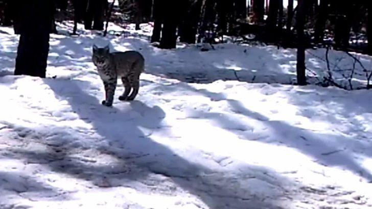 Nesli tükenmekte olan vaşak, fotokapanla görüntülendi G1