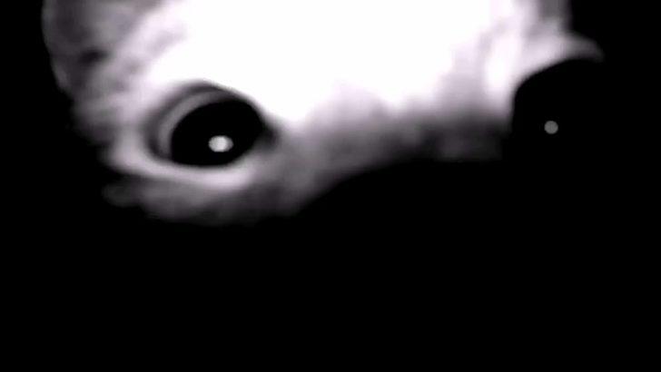 Nesli tükenmekte olan vaşak, fotokapanla görüntülendi G2