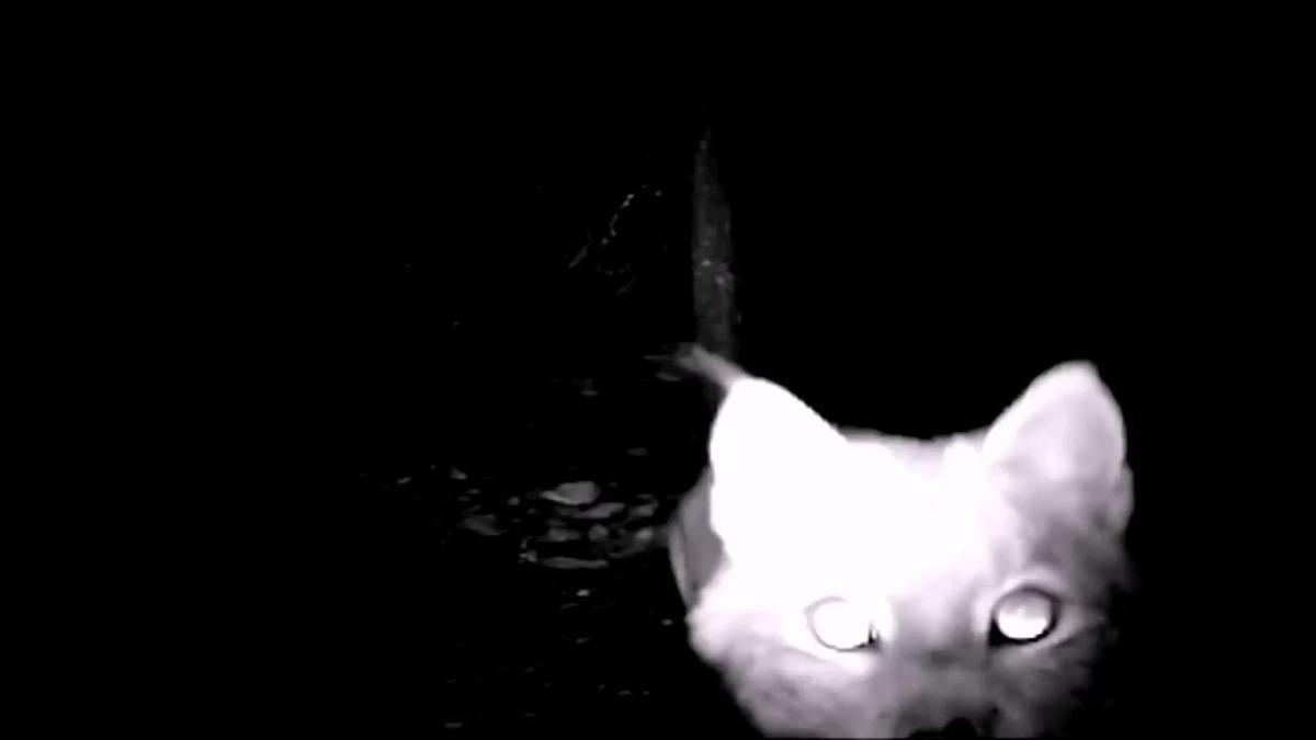 Nesli t&uuml;kenmekte olan vaşak, fotokapanla g&ouml;r&uuml;nt&uuml;lendi