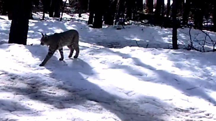 Nesli tükenmekte olan vaşak, fotokapanla görüntülendi G4