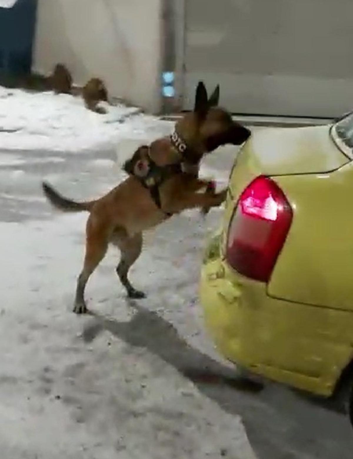 Kars&rsquo;ta 3 kilo uyuşturucu dedekt&ouml;r k&ouml;pek Odin&rsquo;e takıldı