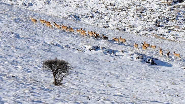 Nesli tükenme tehlikesi altında! Anadolu cerenleri tel çitlerle korunuyor G5