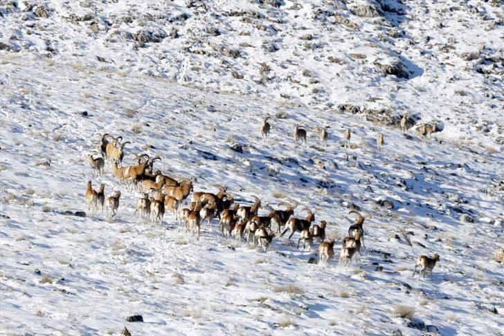 Nesli tükenme tehlikesi altında! Anadolu cerenleri tel çitlerle korunuyor G1