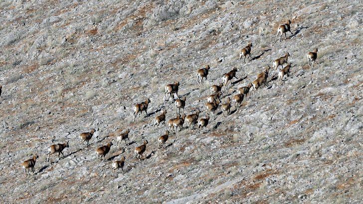 Nesli tükenme tehlikesi altında! Anadolu cerenleri tel çitlerle korunuyor G2