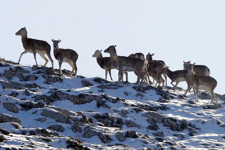 Nesli tükenme tehlikesi altında! Anadolu cerenleri tel çitlerle korunuyor G3