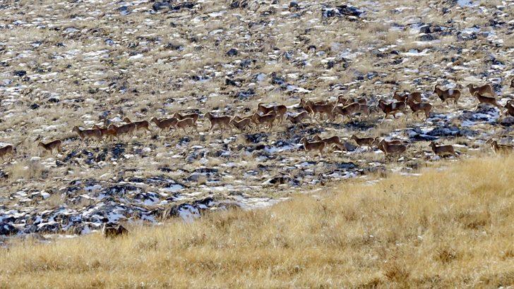 Nesli tükenme tehlikesi altında! Anadolu cerenleri tel çitlerle korunuyor G4