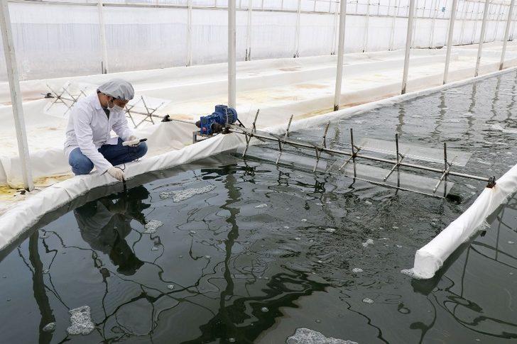 Serada ürettiği yosunu 6 ülkeye ihraç ediyor G1