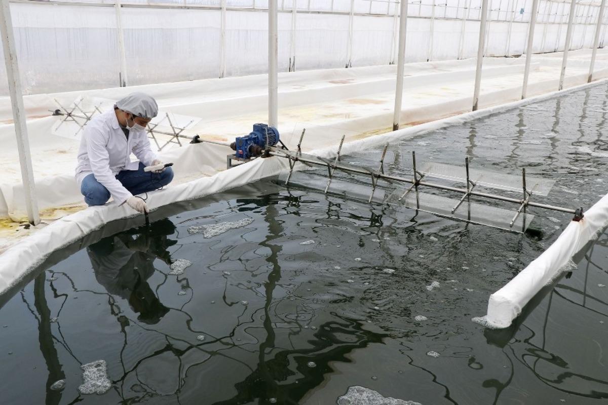 Serada &uuml;rettiği yosunu 6 &uuml;lkeye ihra&ccedil; ediyor