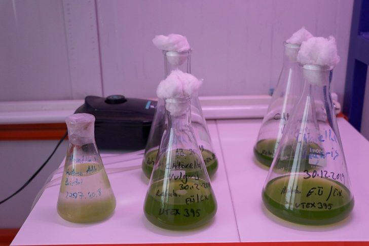 Serada ürettiği yosunu 6 ülkeye ihraç ediyor G2