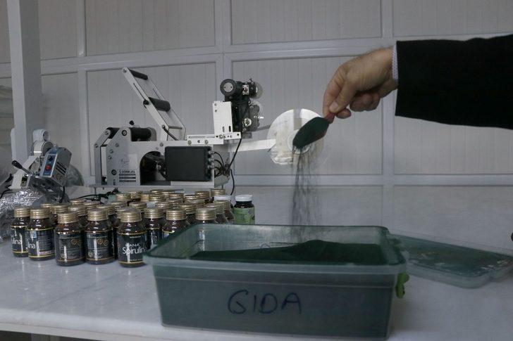 Serada ürettiği yosunu 6 ülkeye ihraç ediyor G3