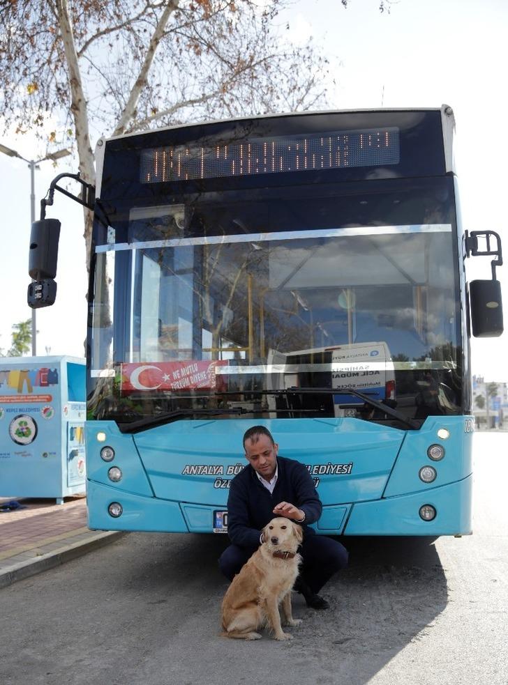 Sahibini kaybeden köpek üşüyünce otobüse sığındı G4