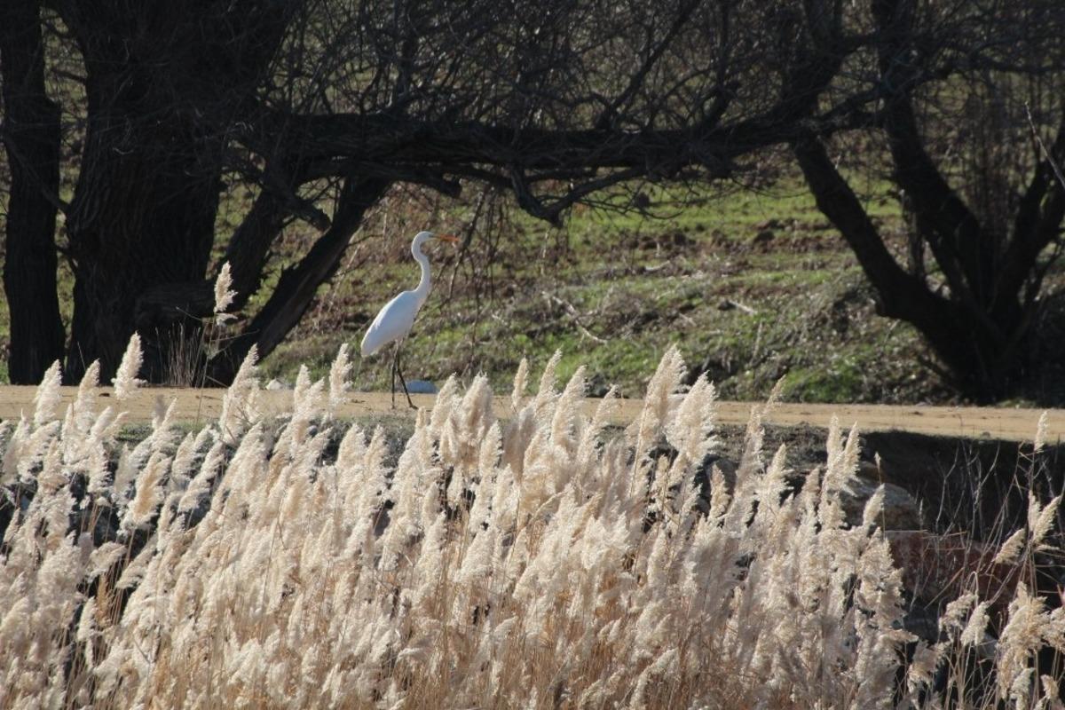 Kırıkkale&rsquo;de su kuşu sayımı yapıldı