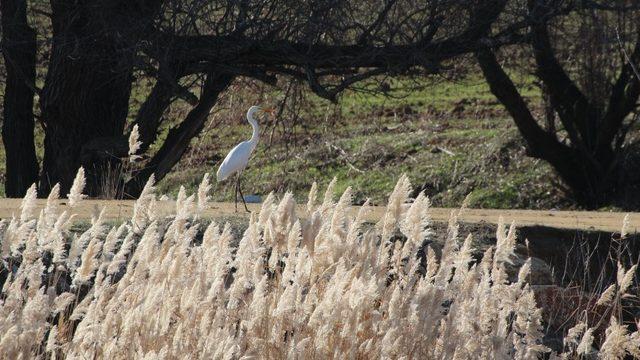 Kırıkkale’de su kuşu sayımı yapıldı