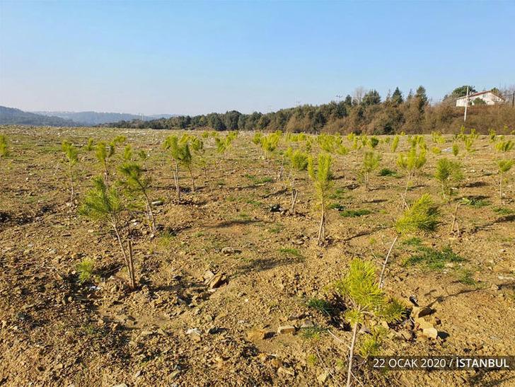 '10 milyon fidan kurudu' iddiasına Tarım ve Orman Bakanlığı'ndan açıklama G1