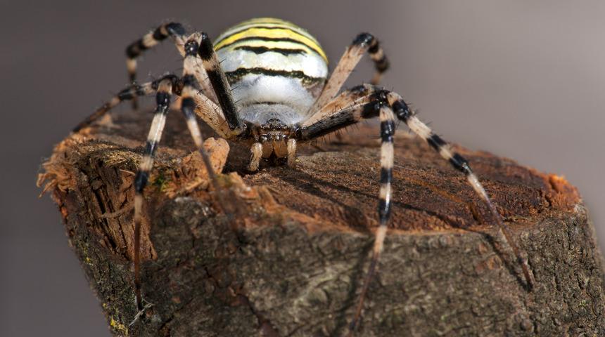 Felaketlerin sonu gelmiyor! Şimdi de 'zehirli örümcek' uyarısı