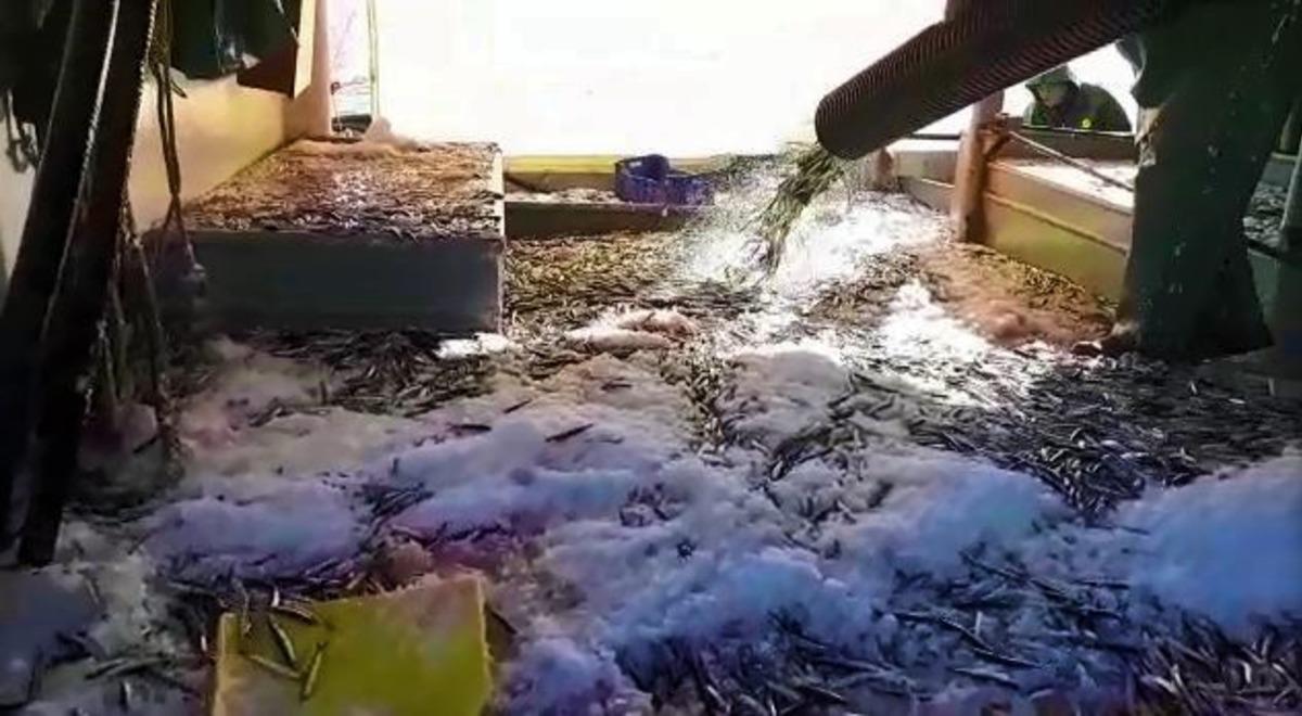 B&uuml;y&uuml;k teknenin hamsiyle dolup taştığı anlar kamerada: Tam 3 bin kasa