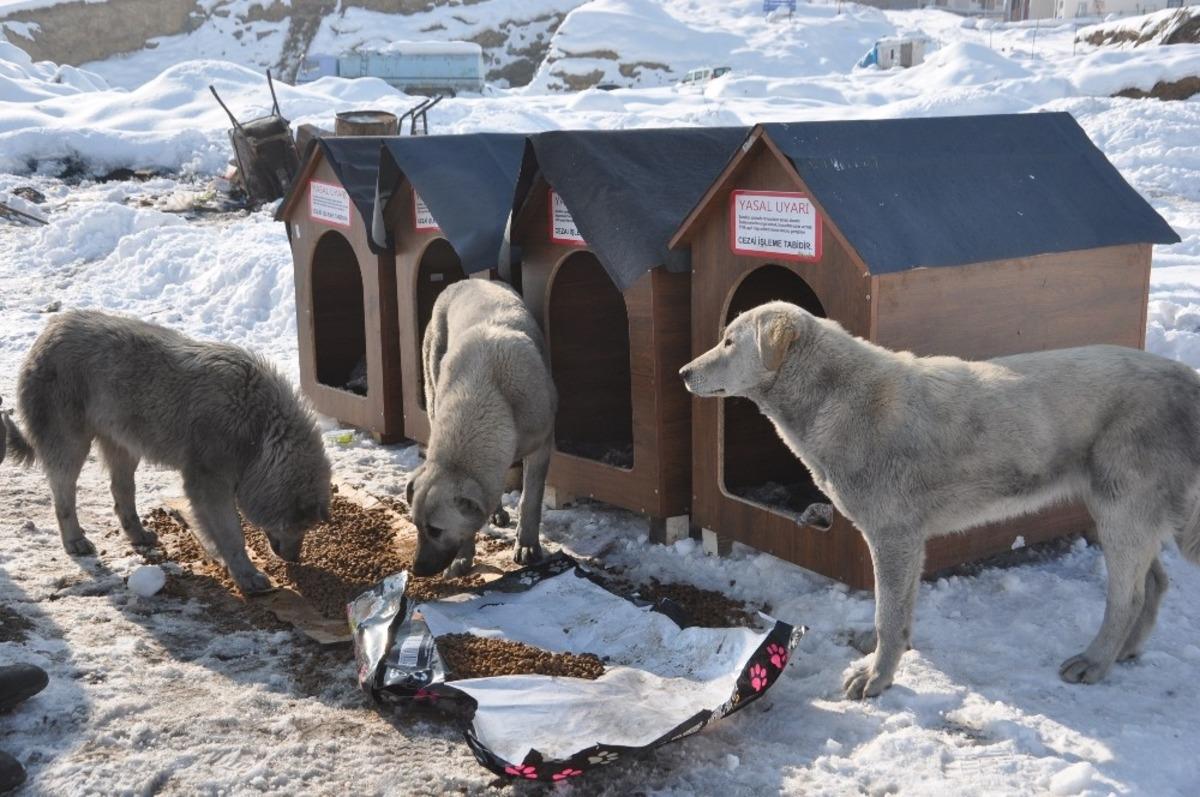 Avustralya&rsquo;dan Y&uuml;ksekova&rsquo;ya k&ouml;pek barınağı