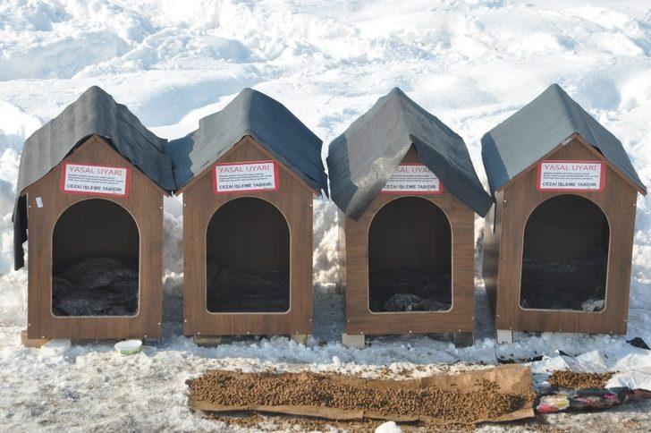 Avustralya’dan Yüksekova’ya köpek barınağı G2