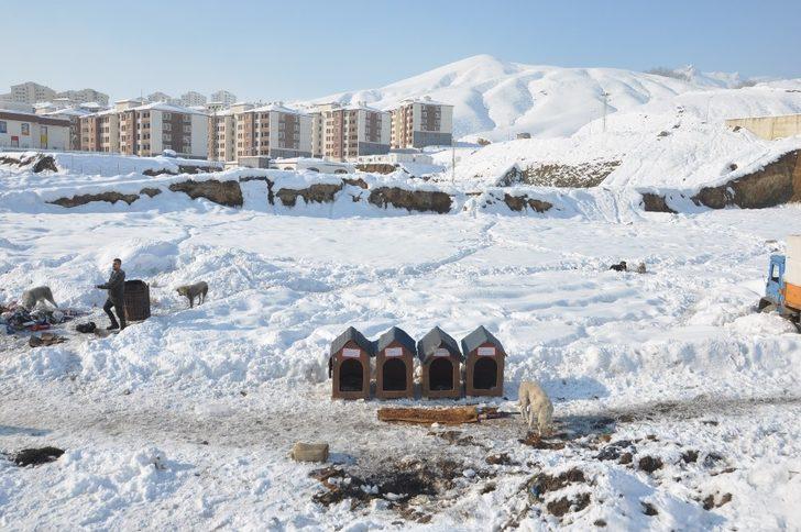 Avustralya’dan Yüksekova’ya köpek barınağı G3