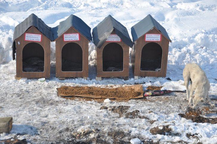 Avustralya’dan Yüksekova’ya köpek barınağı G4