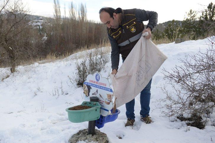 Çorum Belediyesi’nden yaban hayvanlarına yem G1