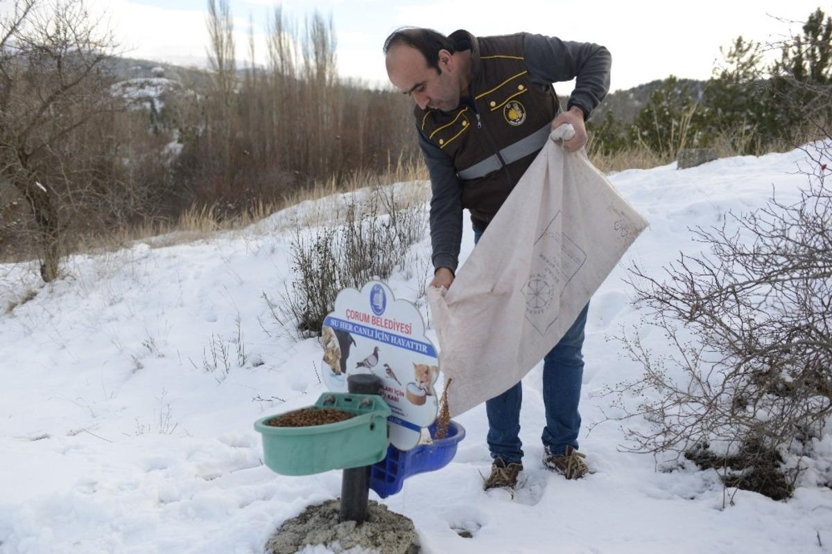 &Ccedil;orum Belediyesi&rsquo;nden yaban hayvanlarına yem
