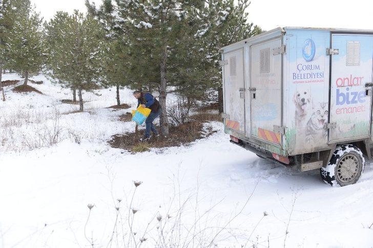 Çorum Belediyesi’nden yaban hayvanlarına yem G2