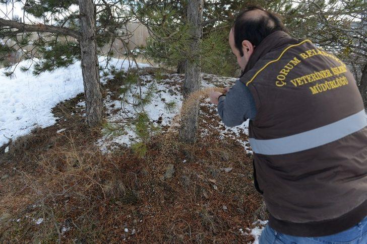 Çorum Belediyesi’nden yaban hayvanlarına yem G3