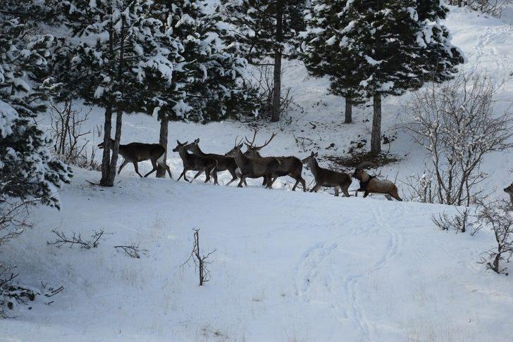 Çorum Belediyesi’nden yaban hayvanlarına yem G4