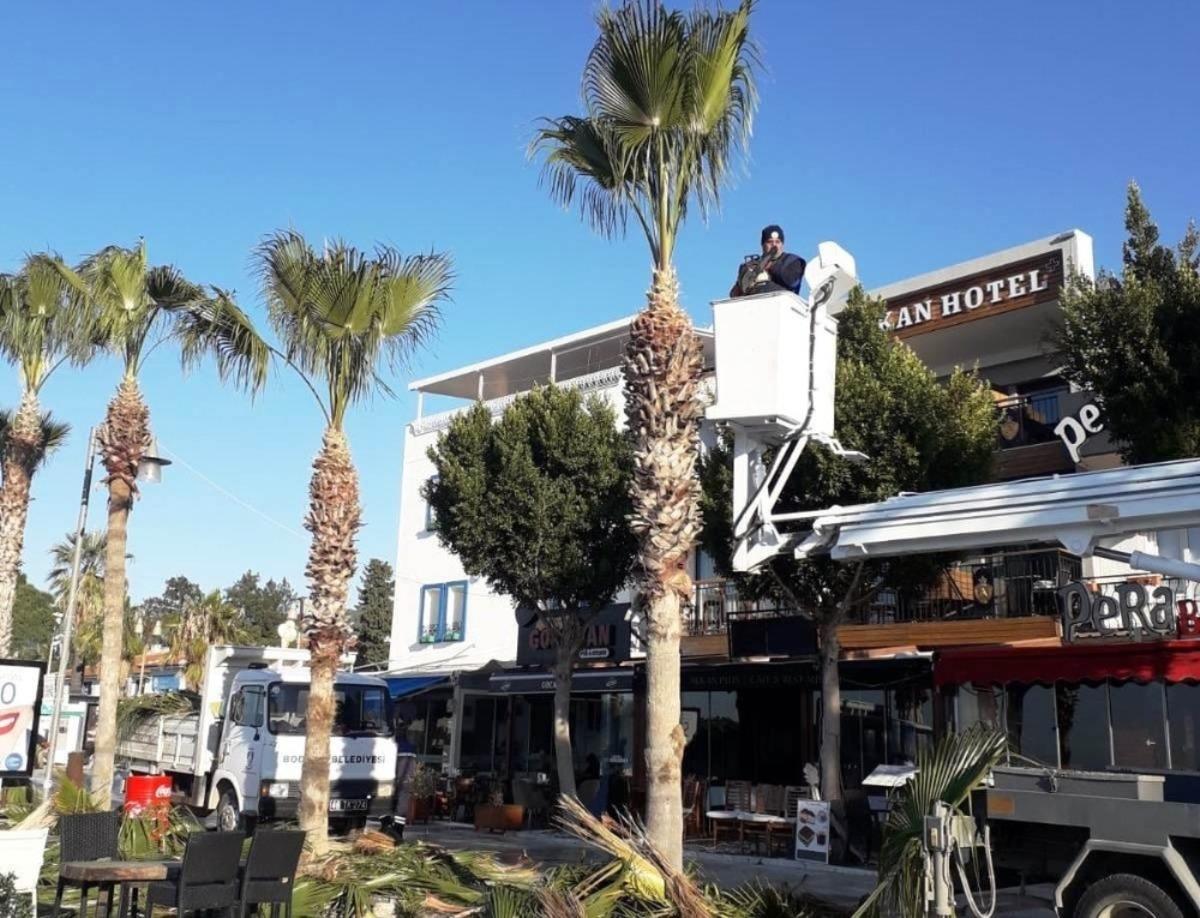 Bodrum&rsquo;da palmiye ağa&ccedil;larına kışlık bakım başladı